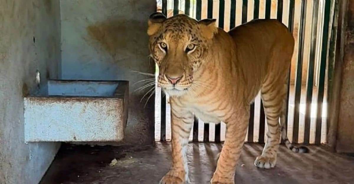 Ligre en Tamaulipas: qué es el híbrido hallado en un rancho. Foto: Semar