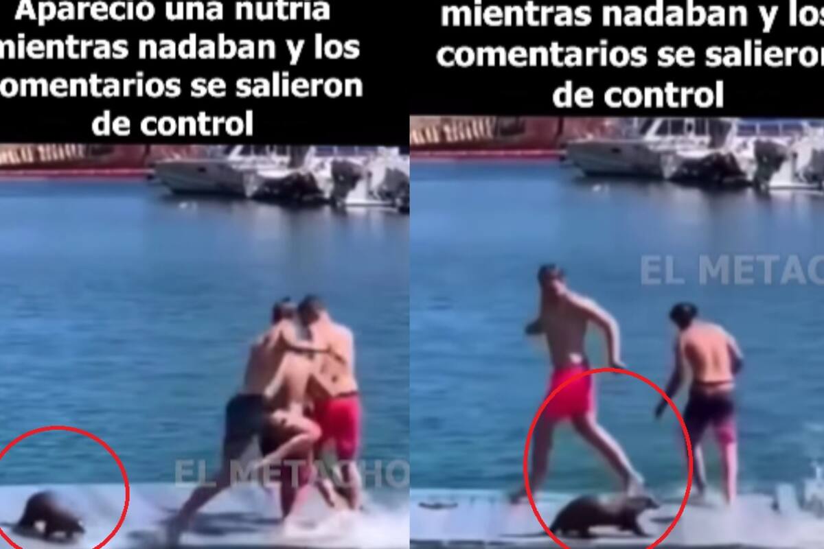 Grupo de hombres salta al mar aterrados por una nutria mientras estaban en plataforma flotante