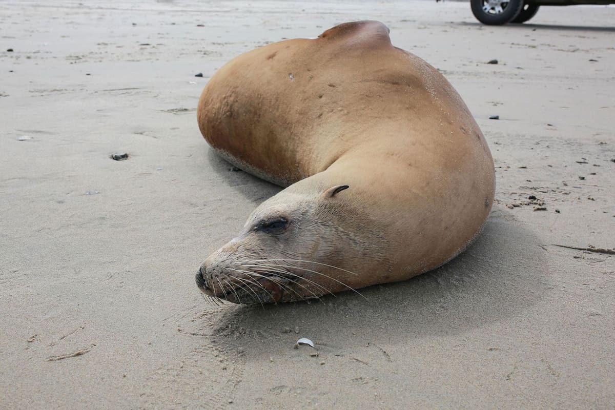 Alertan por presencia de focas enfermas en costas de Rosarito