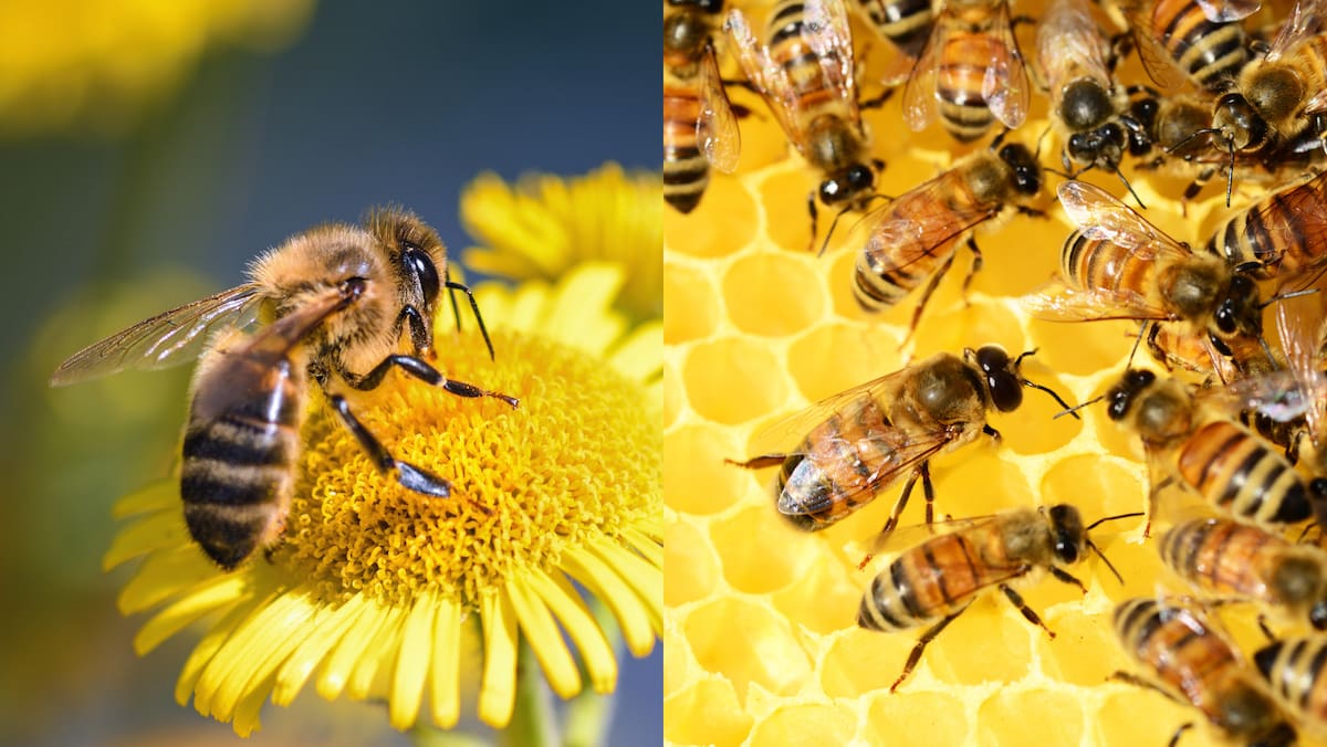 Hoy, 20 de mayo, es el Día Mundial de las Abejas. Foto: Canvas