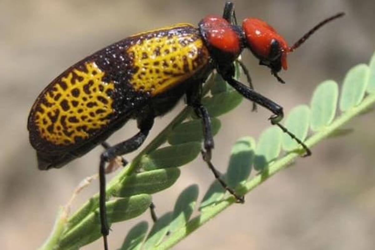 Niegan que escarabajo de cruz sea peligroso; son endémicos del desierto de Sonora