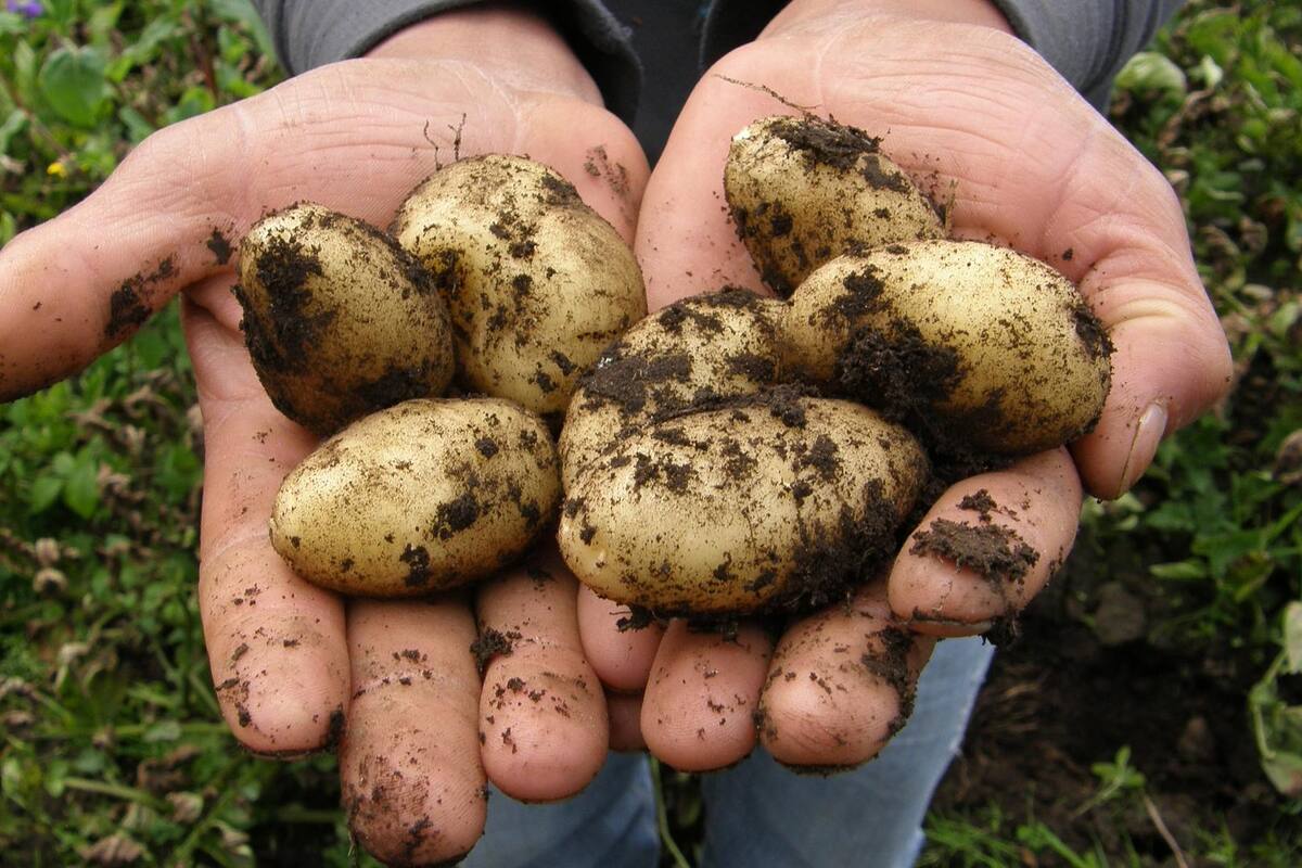 Hambruna de Irlanda: la crisis que provocó la muerte de un millón de personas por confiar en las fuerzas del mercado