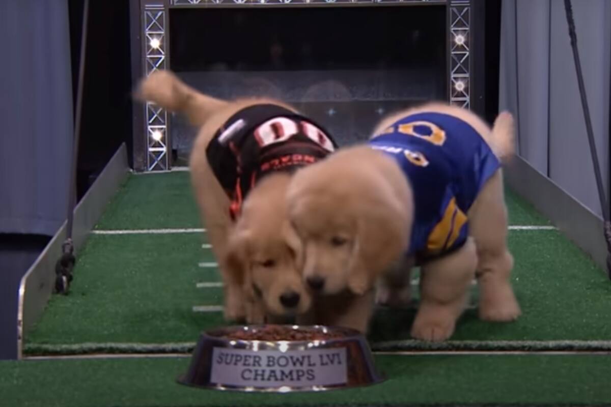 ¡Lo más tierno! Cachorros predicen quién ganará Super Bowl de NFL entre Rams y Bengals