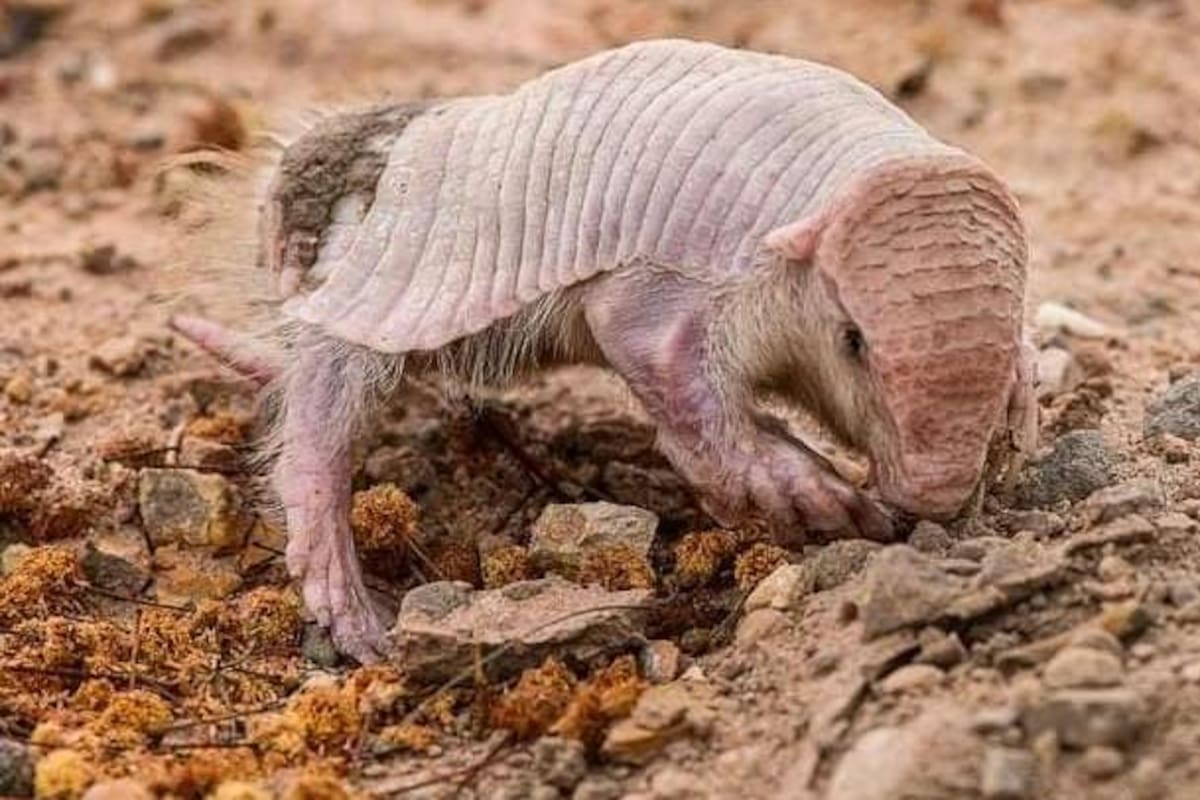 Fotografían un culotapado; uno de los animales más extraños del mundo
