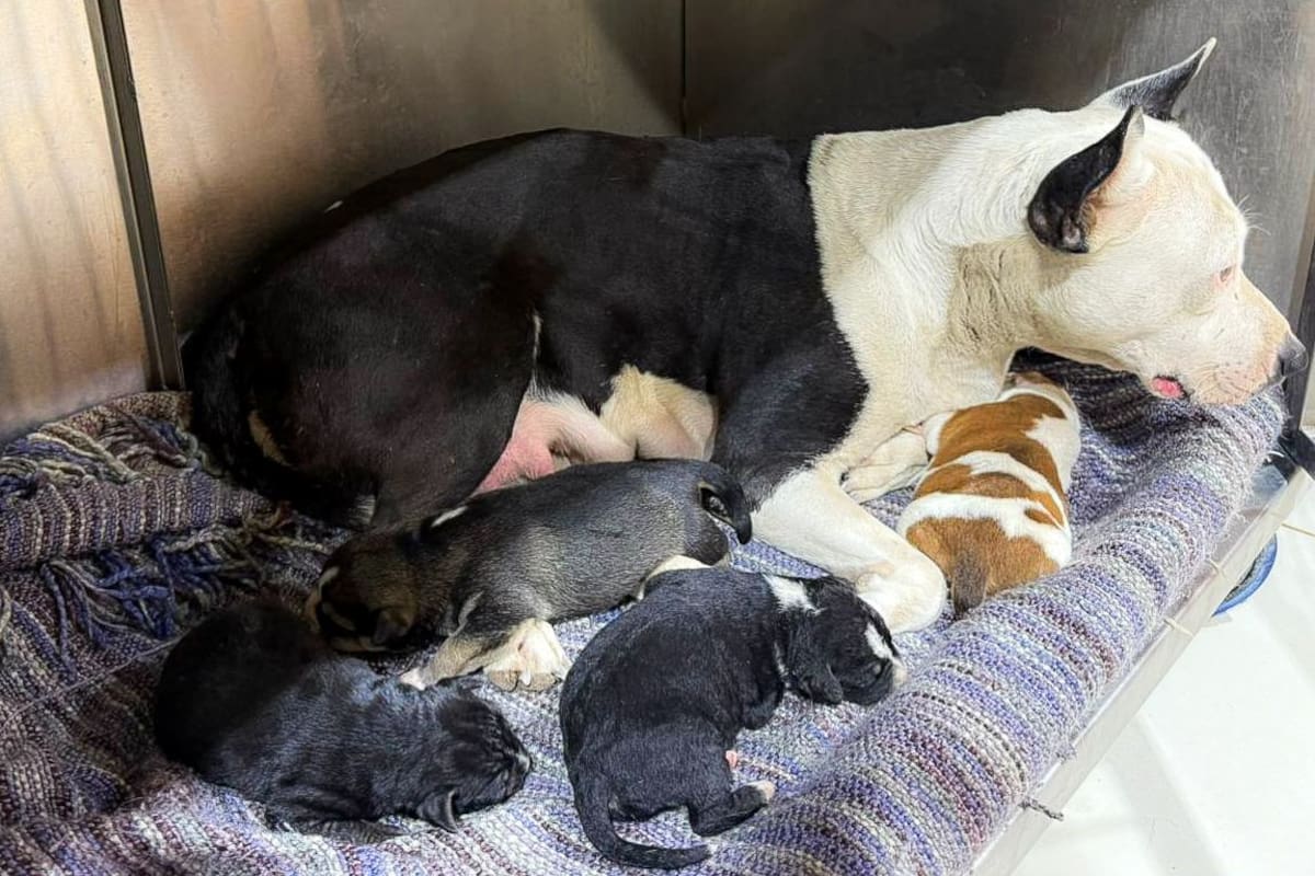 Resguardan a “Vaquita” y otros ocho perros tras la muerte de su dueño en Mexicali