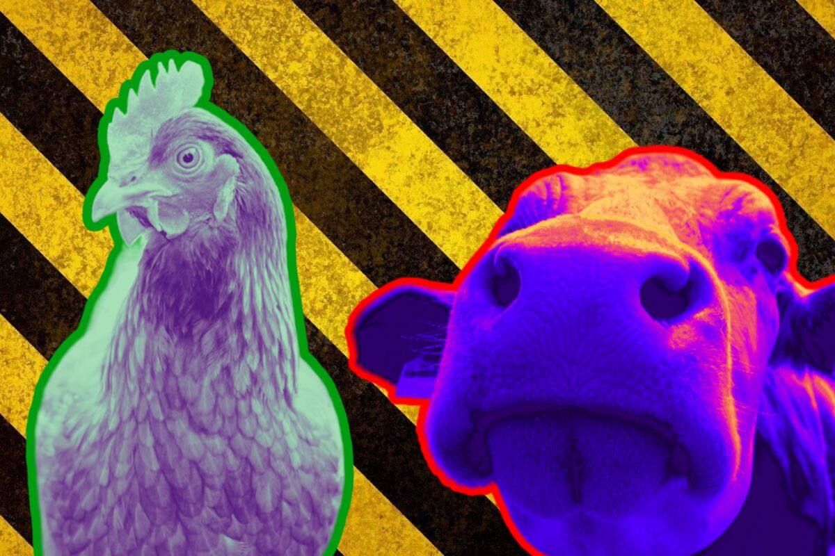 Gripe Aviar: Esto dura el Virus H5N1 en la leche de vaca, según estudio