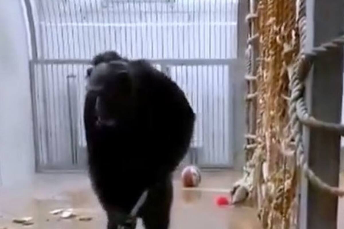 Captan a chimpancé limpiando su jaula