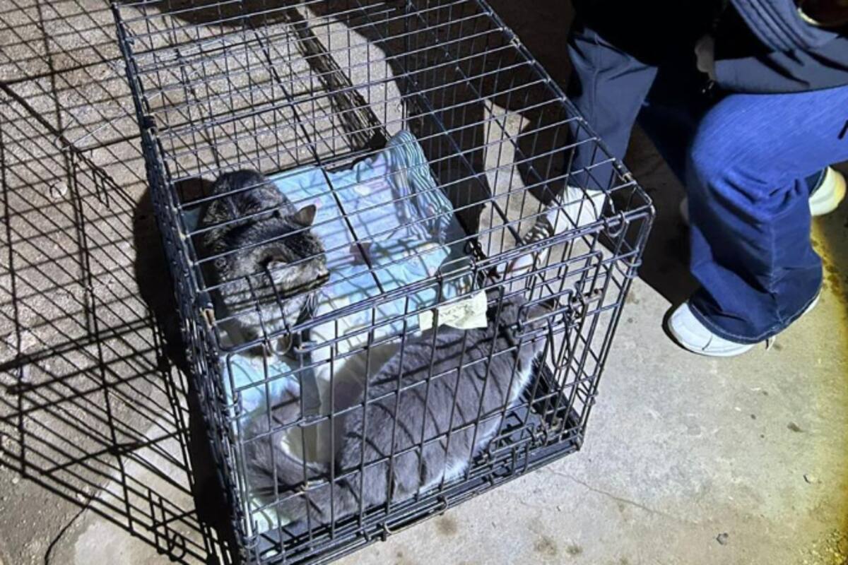 Rescatan a dos gatos víctimas de maltrato en la colonia Revolución