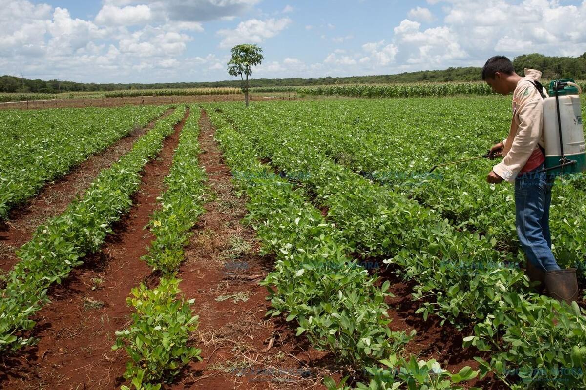 Las exportaciones agropecuarias de México caen 12.1 % anual en enero: Sader