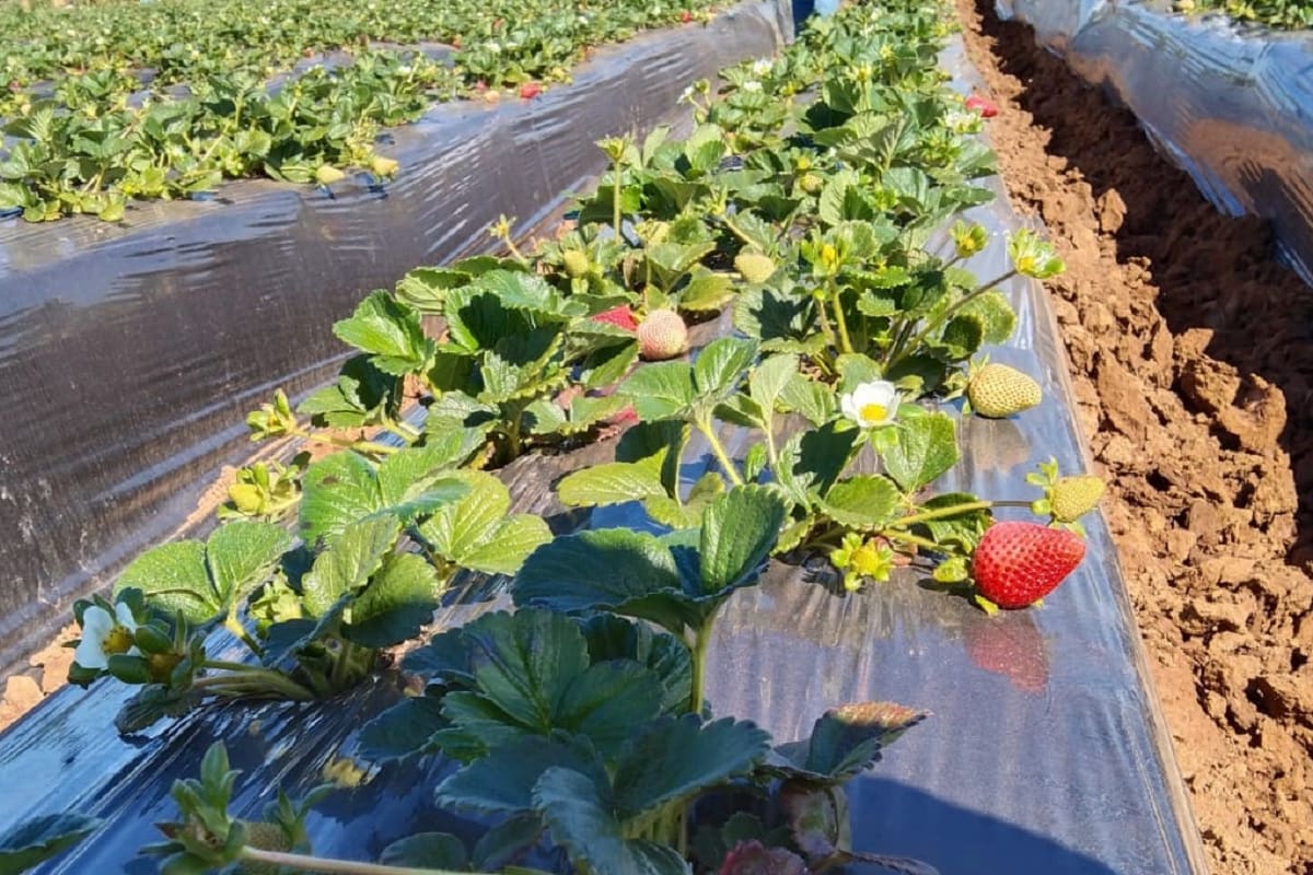 Planean siembra de 11 mil hectáreas en la Zona Costa