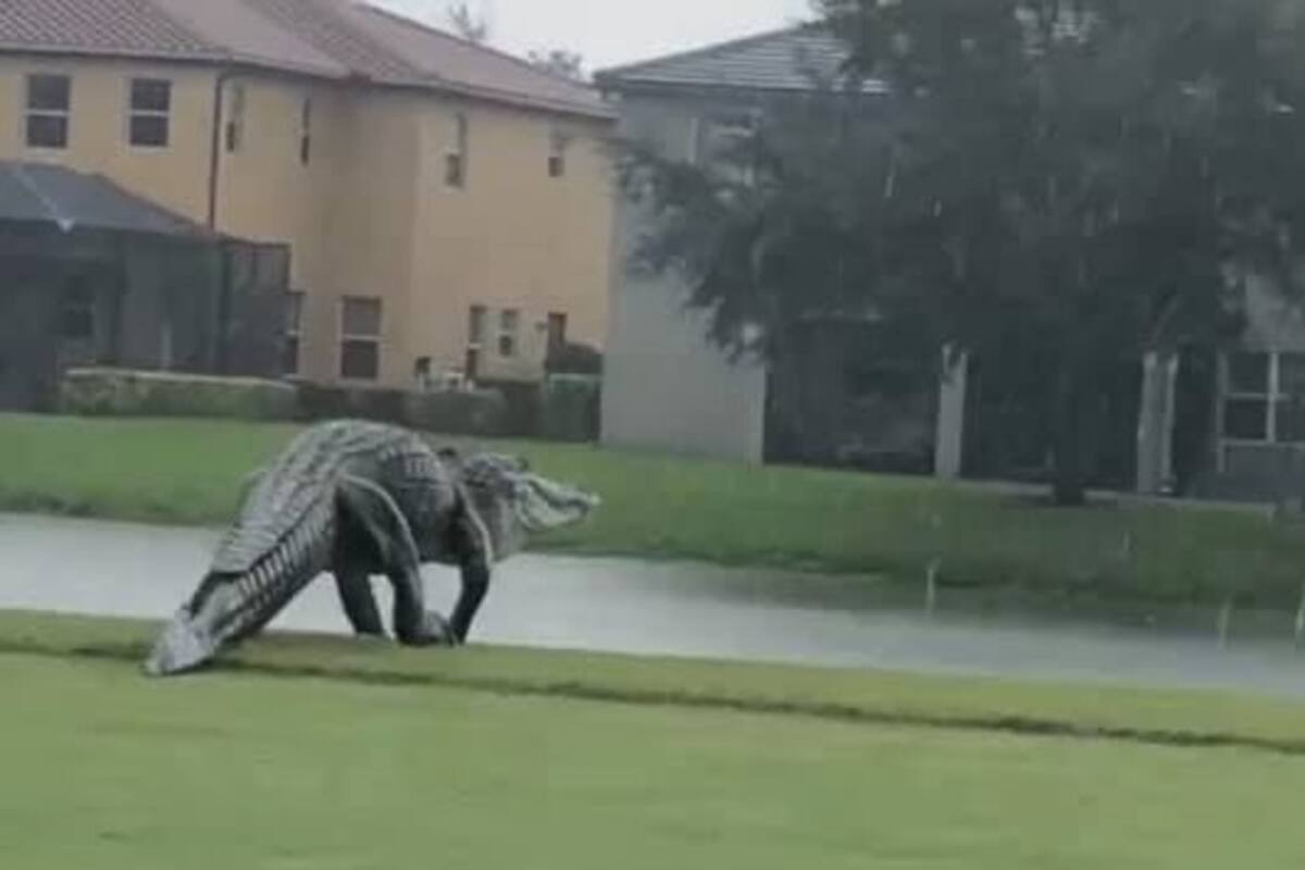 Encuentran caimán en campo de golf 'parecido a un dinosaurio'