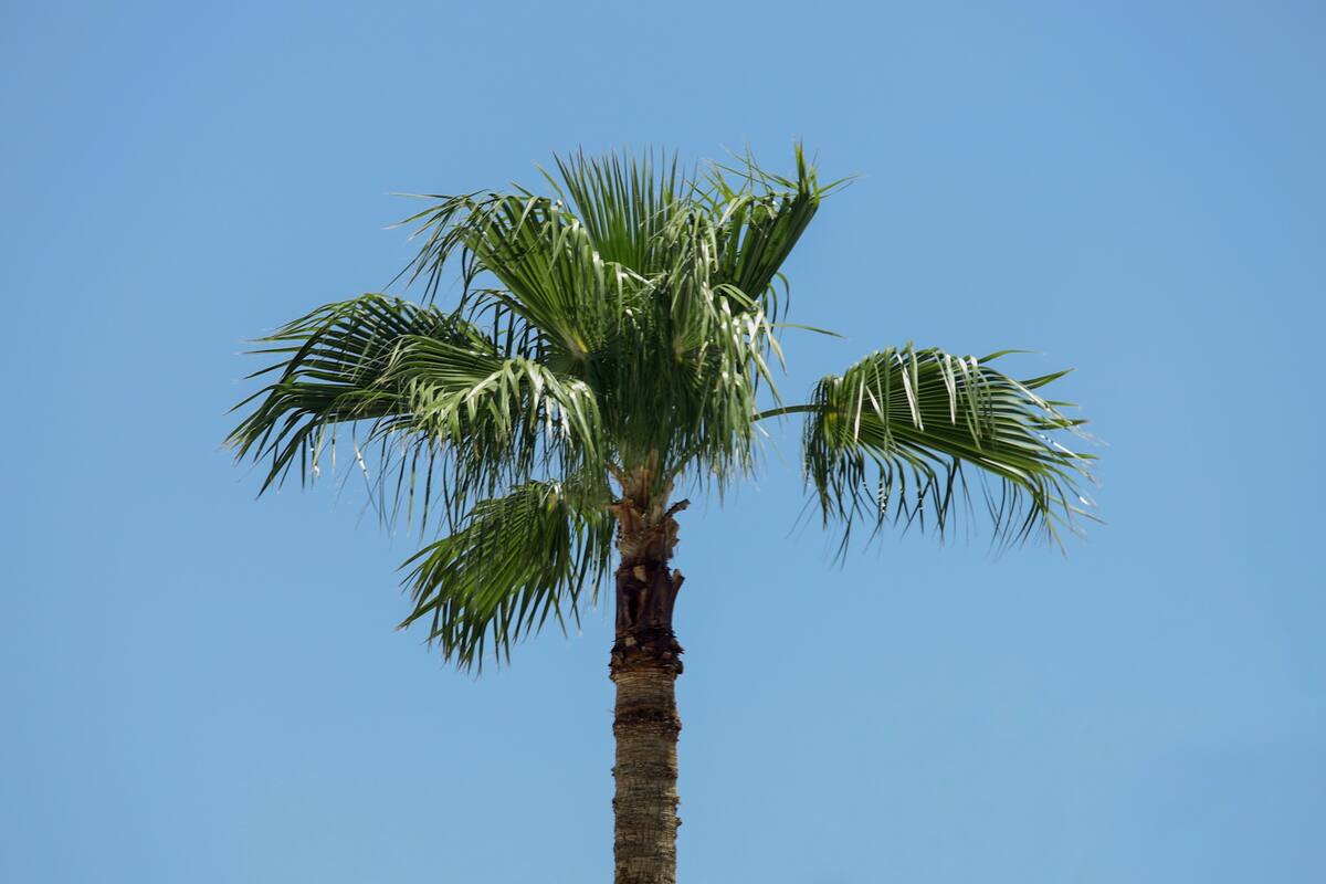 Se esperan máximas de 25 grados para esta semana
