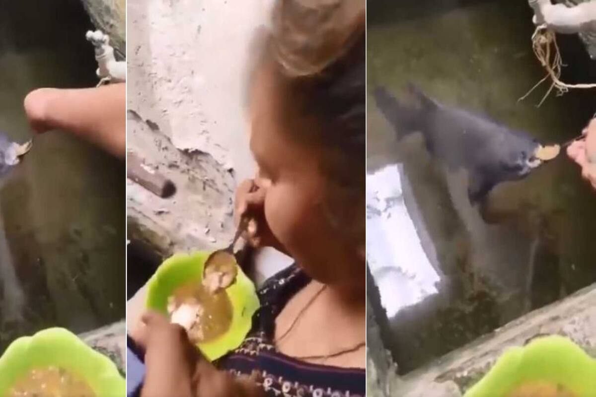 VIDEO: Mujer alimenta a pescado con sopa y arroz utilizando una cuchara