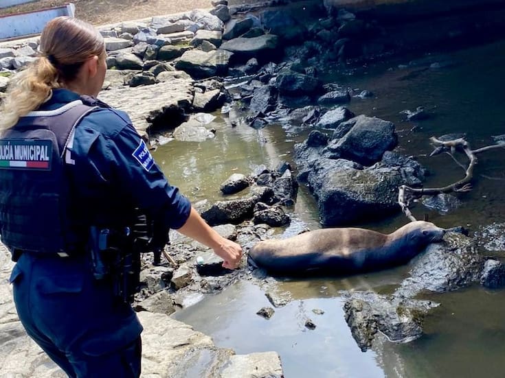 Rescatan a foca varada bajo un puente en Ensenada