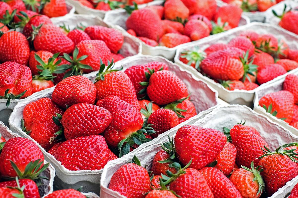 Irapuato suspende Feria de las Fresas por coronavirus