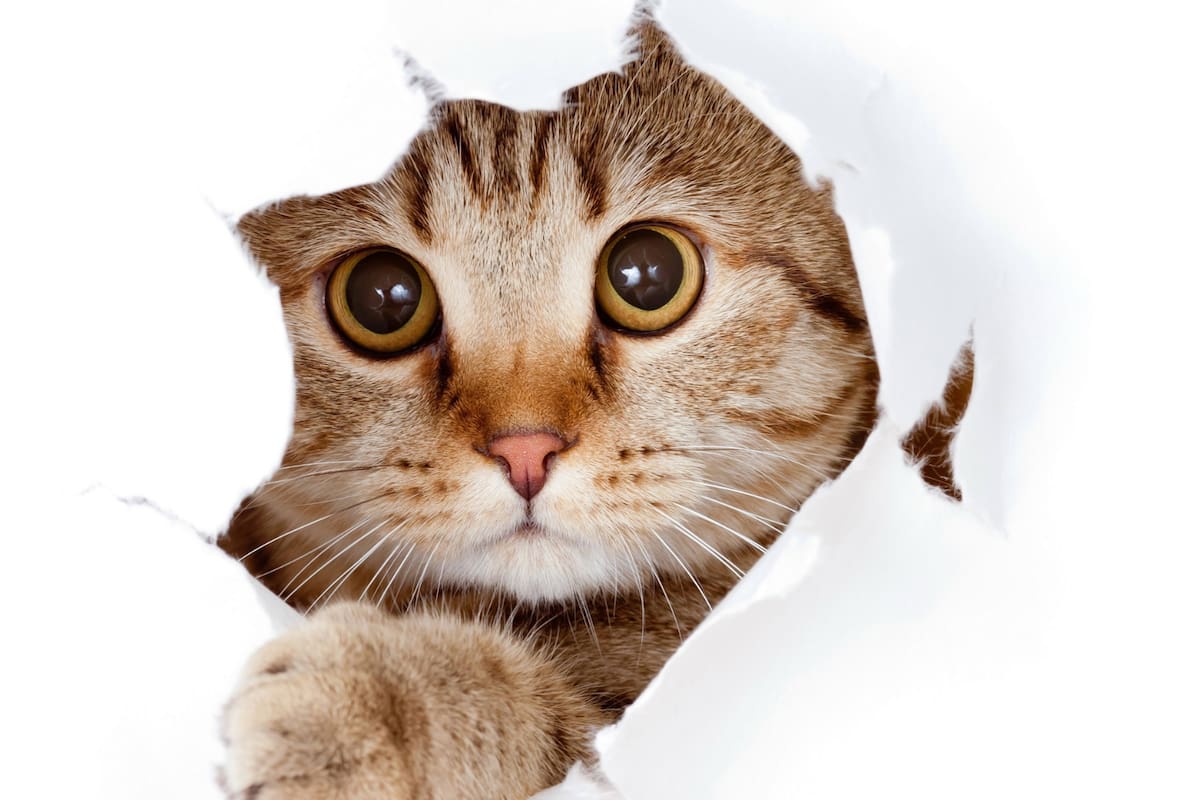 Los gatos sí pueden ser entrenados: la ciencia desmiente un viejo mito