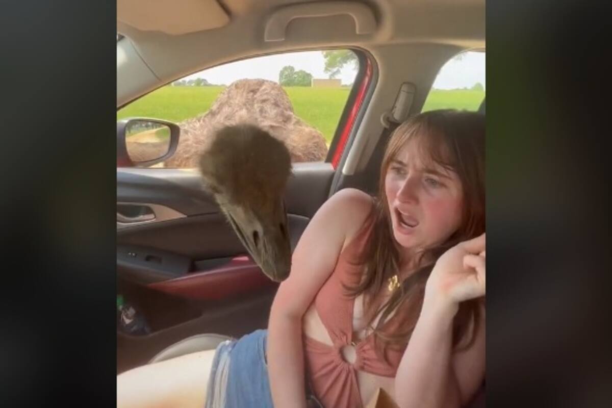 Viral: Joven reacciona aterrada al ver que un avestruz mete la cabeza a su carro