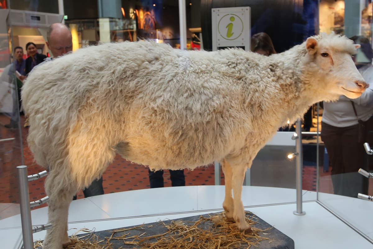La oveja Dolly: Qué paso con el primer mamífero clonado en el mundo