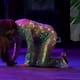 Gloria Trevi cae en pleno concierto de San Luis Potosí
