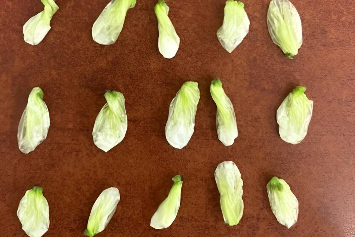 Sorprenden a “El Memín” con 15 pases de “crystal”