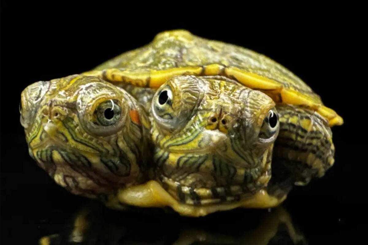 Milagrosa tortuga de dos cabezas sobrevive en New Jersey a pesar de todas las probabilidades