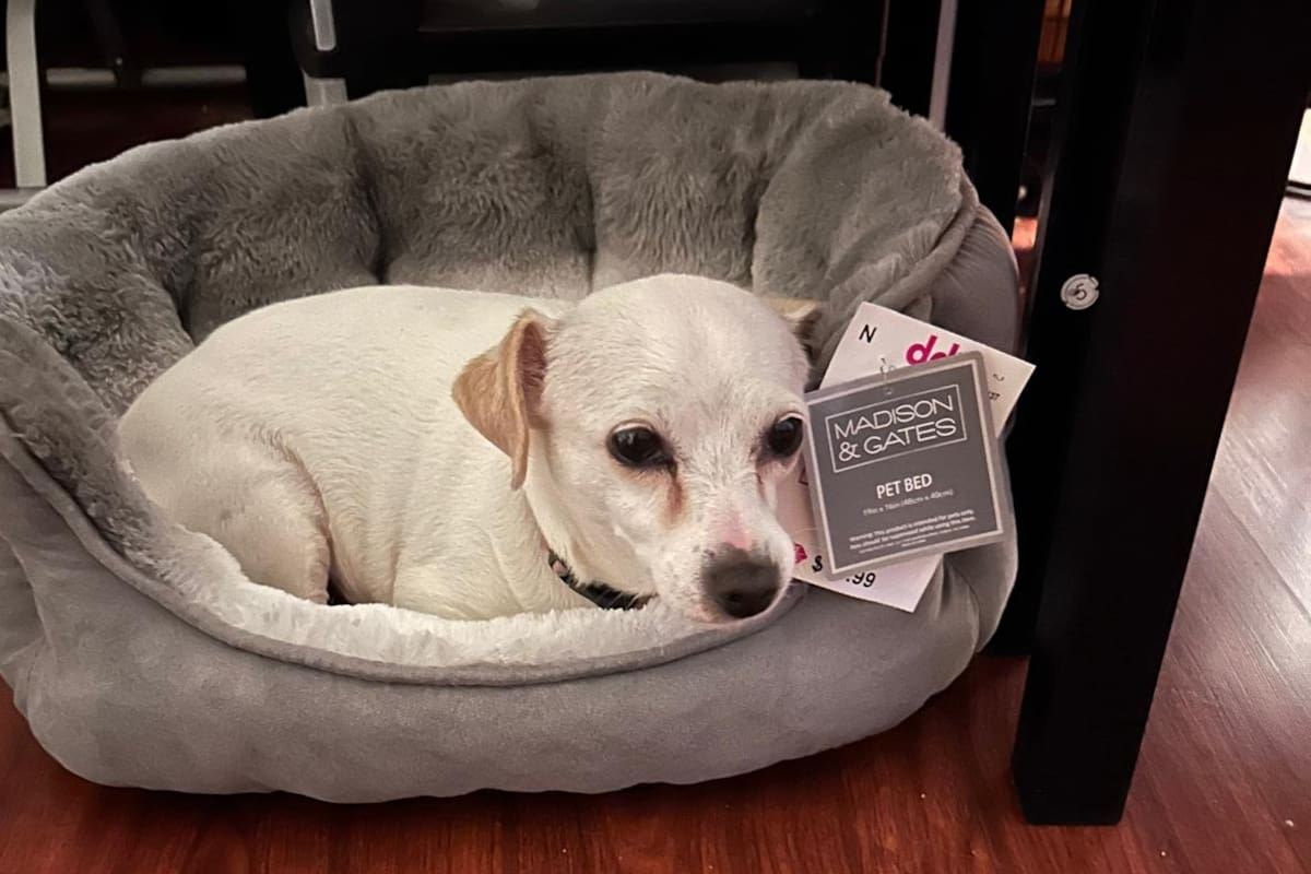¿La has visto? Buscan en Tijuana y Rosarito a Luna, la perrita de apoyo emocional extraviada por la que ofrecen recompensa