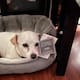 ¿La has visto? Buscan en Tijuana y Rosarito a Luna, la perrita de apoyo emocional extraviada por la que ofrecen recompensa