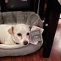 ¿La has visto? Buscan en Tijuana y Rosarito a Luna, la perrita de apoyo emocional extraviada por la que ofrecen recompensa