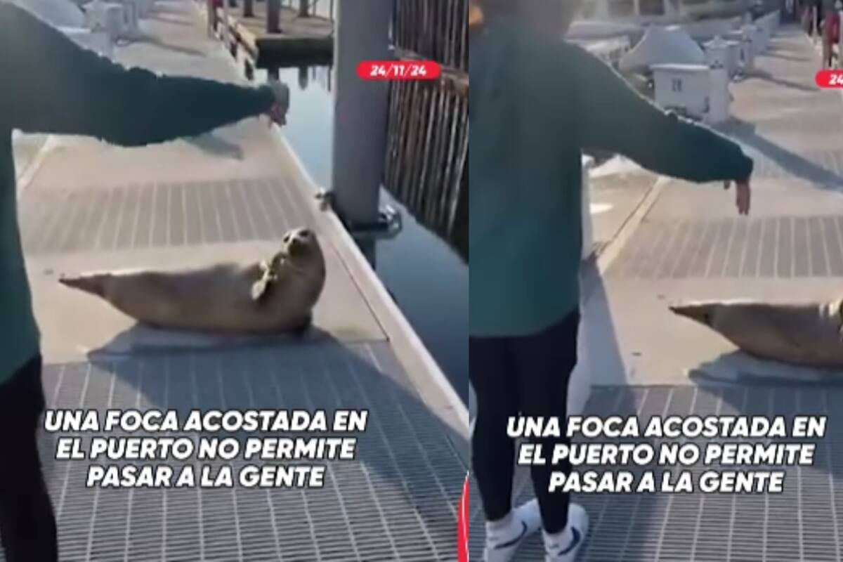 “Es la dueña del lugar”: foca no deja pasar a los transeúntes por el puente