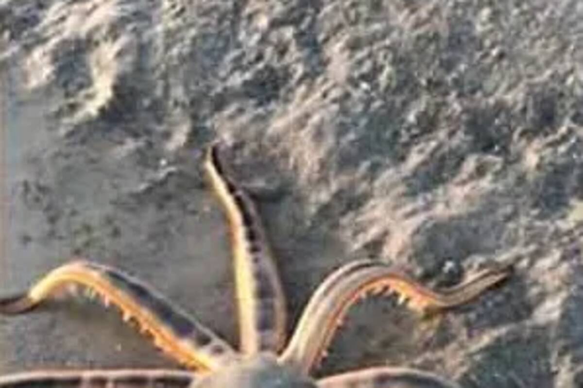 Inusual y extraña estrella de mar aparece en una playa de Florida