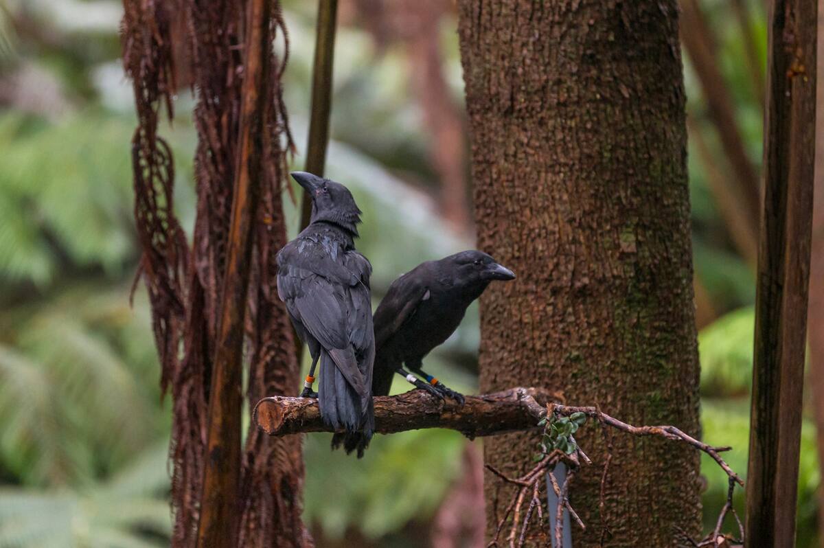 Estas aves nacieron y se prepararon para su liberación bajo el cuidado de San Diego Zoo Wildlife Alliance.