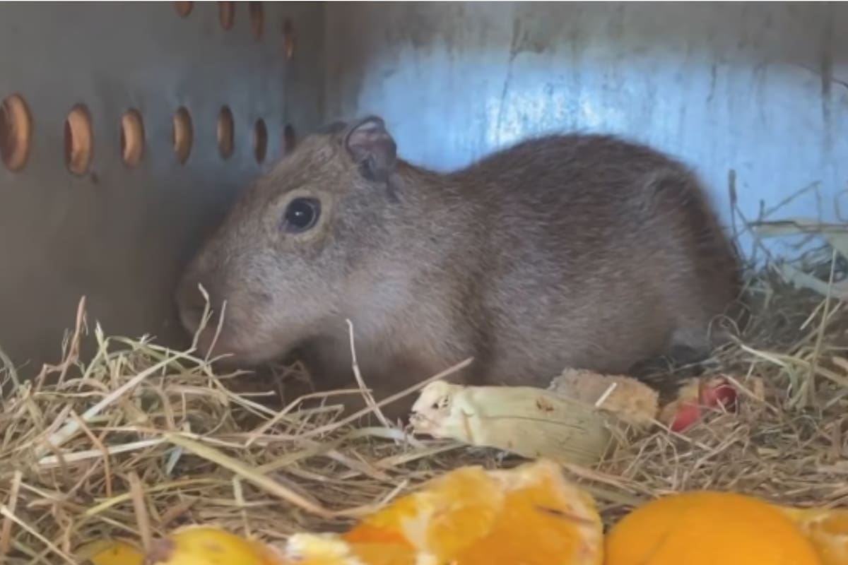 Centro Ecológico de Sonora recibe una nueva capibara de cuatro meses
