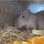 Centro Ecológico de Sonora recibe una nueva capibara de cuatro meses