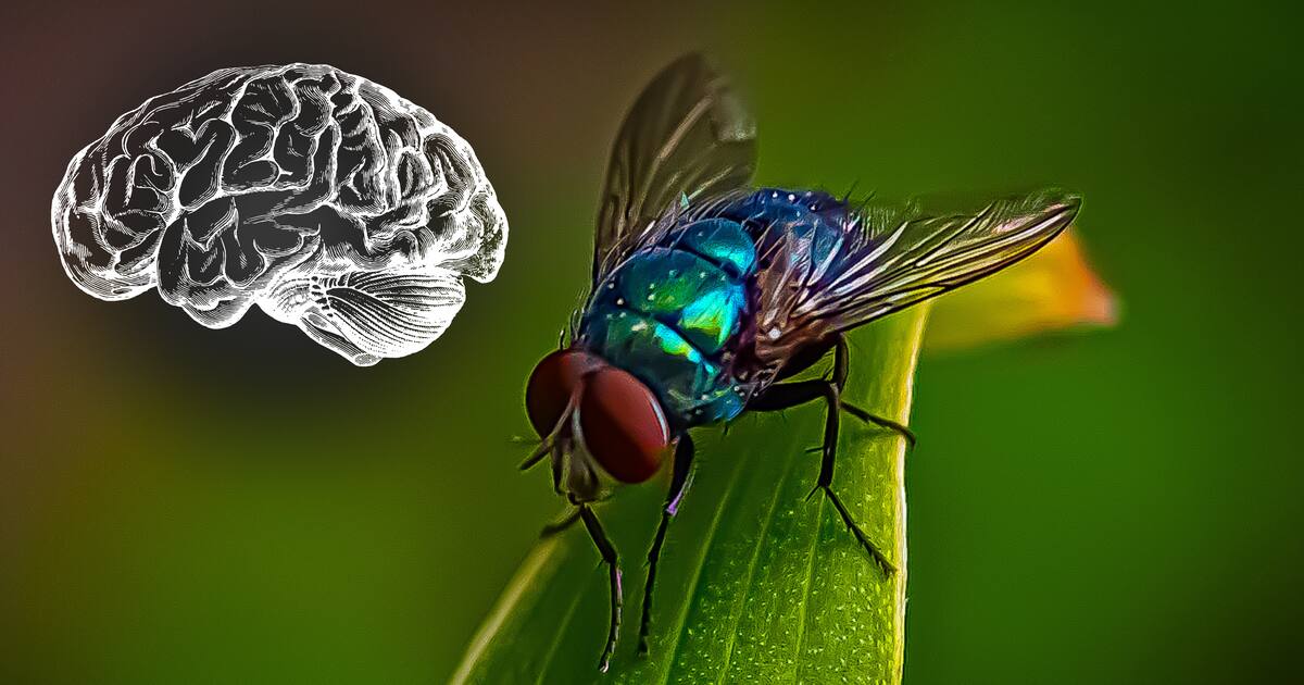 La Mosca Raspberry Cómo entender el cerebro de una mosca de la fruta ayuda a comprender el ...