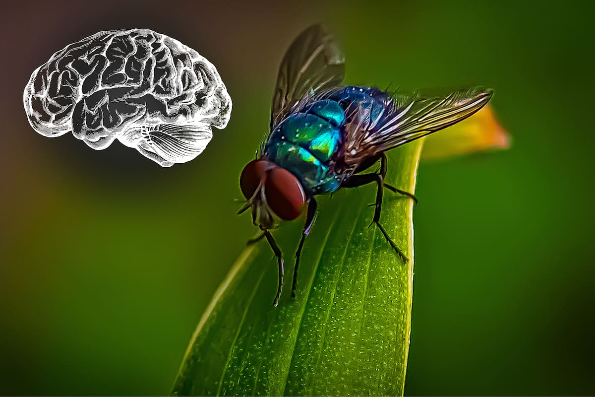 Cómo entender el cerebro de una mosca de la fruta ayuda a comprender el cerebro humano