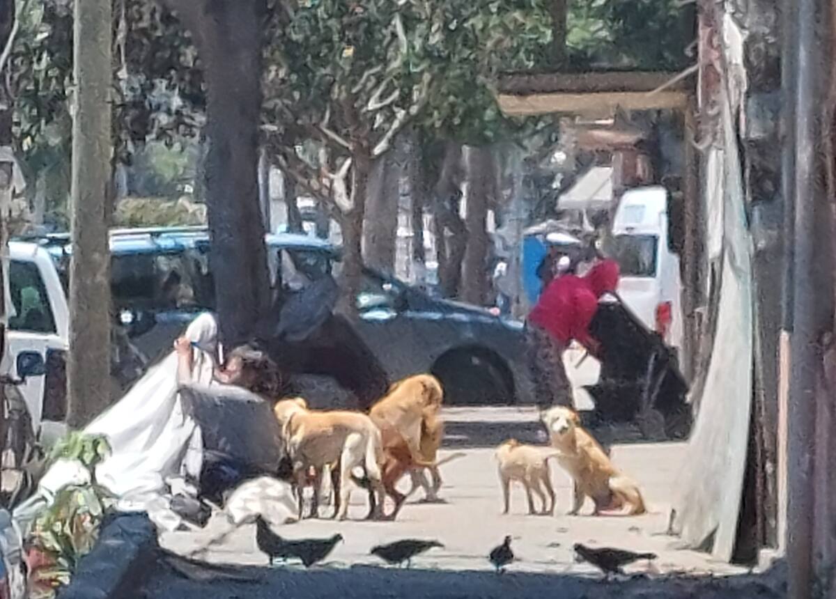 Cerca del albergue actualmente se encuentra una jauría de perros conformada por cinco perros
