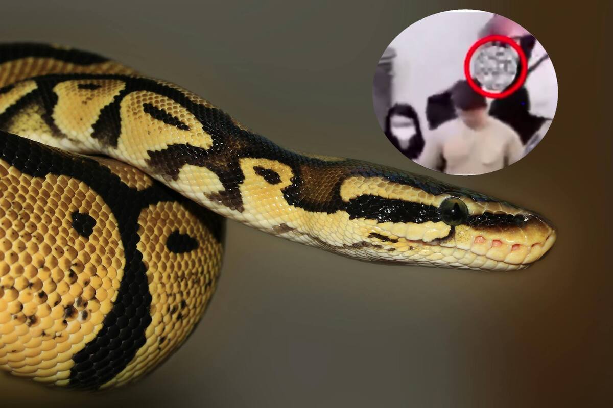 Difunden video de hombre que fue detenido en aeropuerto en China con serpientes en su pantalón