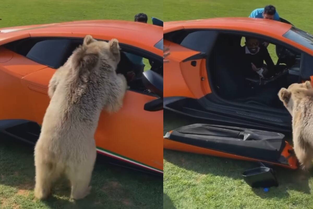 Hombre ve cómo un oso destroza la puerta de su Lamborghini y se echa a reír: él estaba dentro del carro