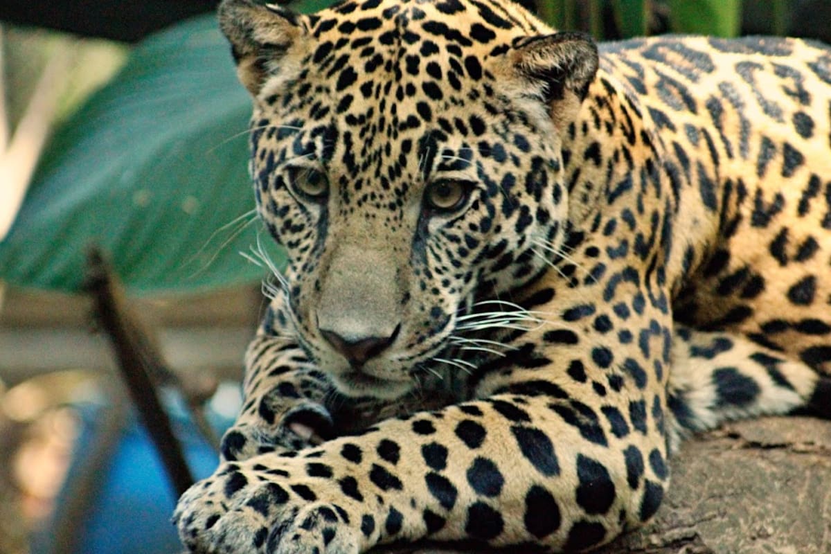 Costa Rica es el primer país del mundo en cerrar sus zoológicos públicos