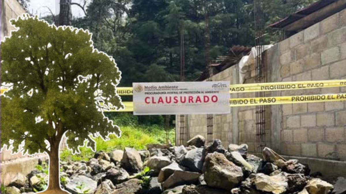 Clausuran construcción ilegal en bosque de encino: desmontaron 200 m² de vegetación en Edomex para levantar una casa sin permisos