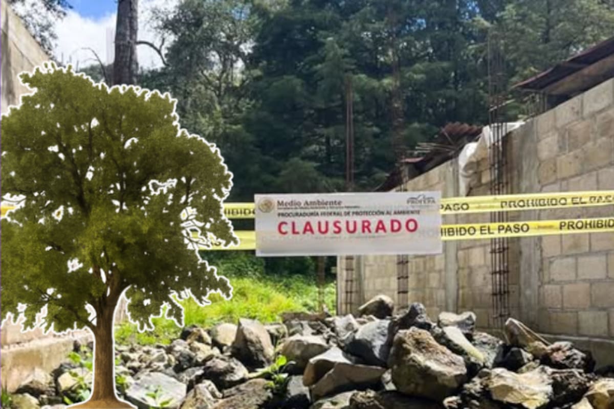 Clausuran construcción ilegal en bosque de encino: desmontaron 200 m² de vegetación en Edomex para levantar una casa sin permisos