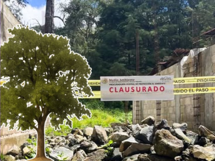 Clausuran construcción ilegal en bosque de encino: desmontaron 200 m² de vegetación en Edomex para levantar una casa sin permisos