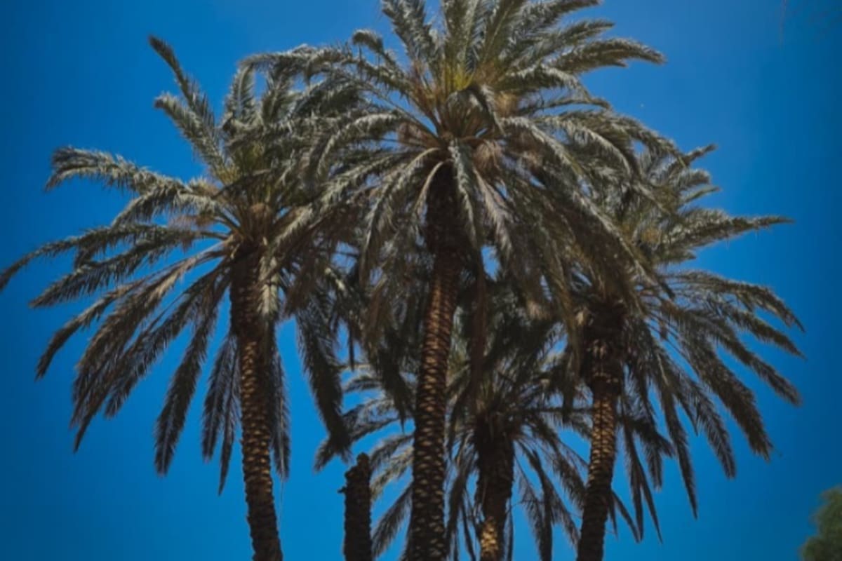 Calor extremo en Mexicali: pronostican hasta 47°C este domingo y sensación térmica superior a 48°C