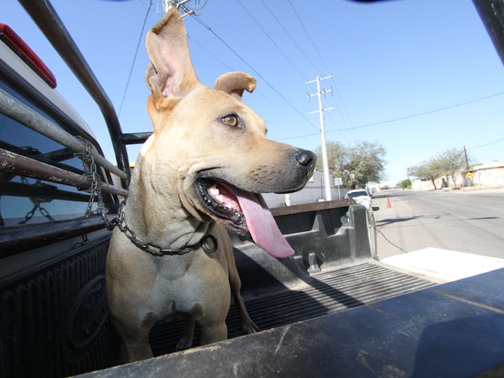 Aplican más de mil 800 multas a dueños de perros irresponsables este 2025 en Hermosillo