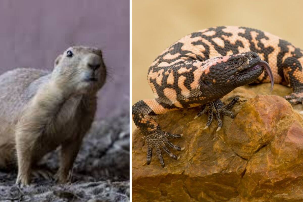 Peligro para fauna de Sonora: más especies en riesgo de extinción