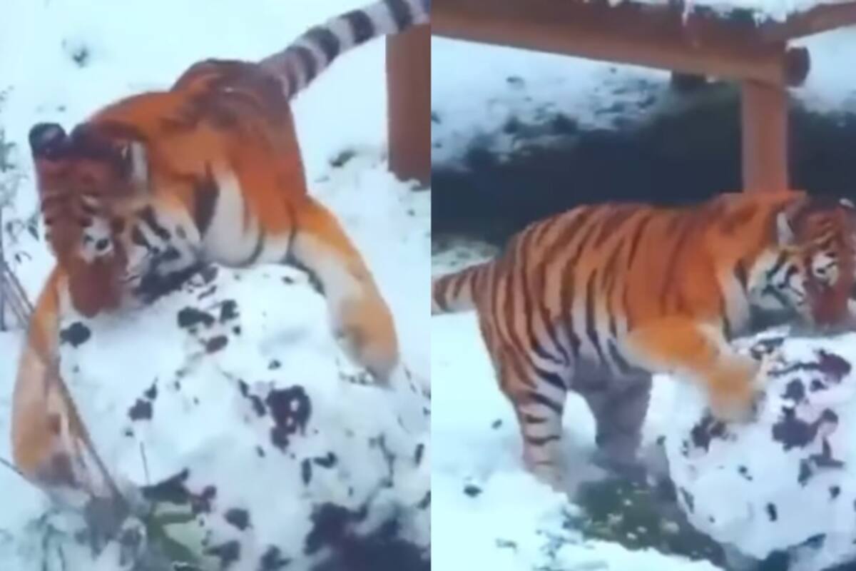 Solo es un gatito gigante": tigre es captado jugando con una enorme bola de nieve y se vuelve viral