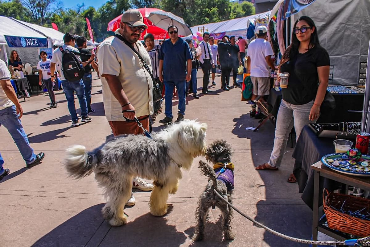 Piden medicinas antipulgas y garrapatas para perros y gatos de albergues