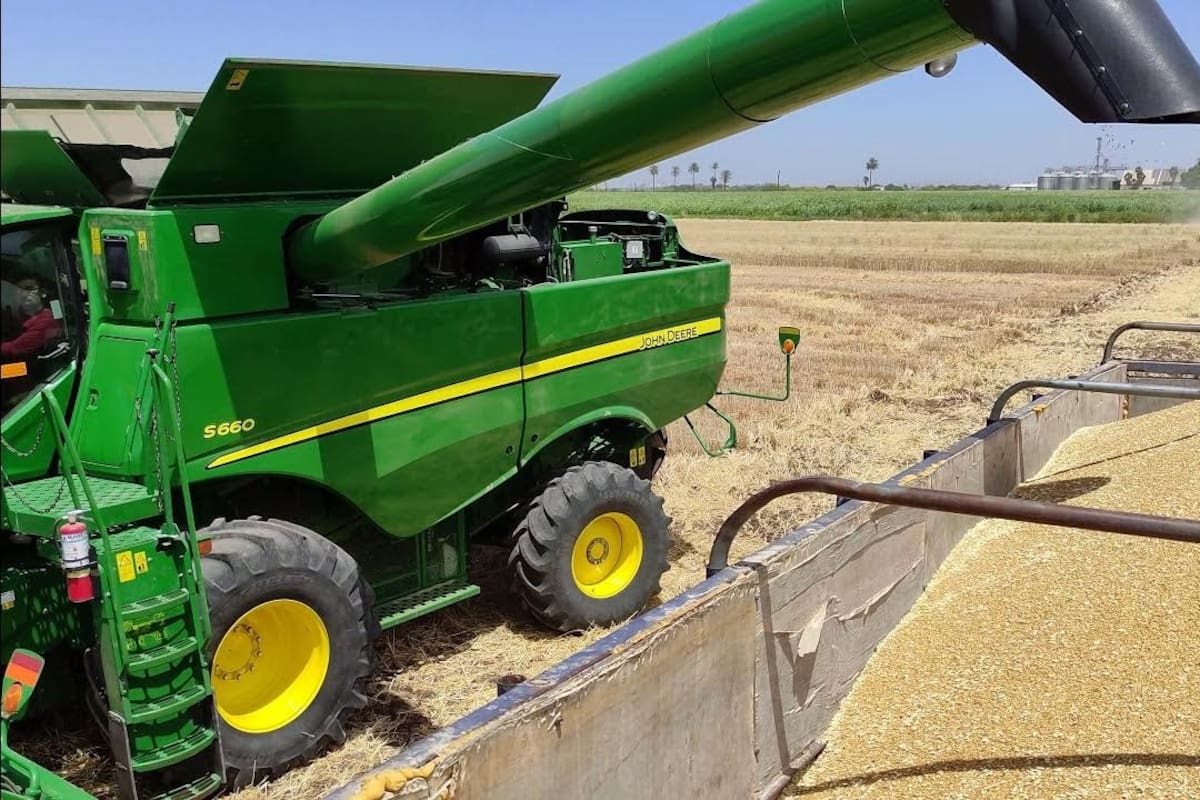 Dependen productores de Sonora de apoyos para alcanzar el éxito en sus cosechas