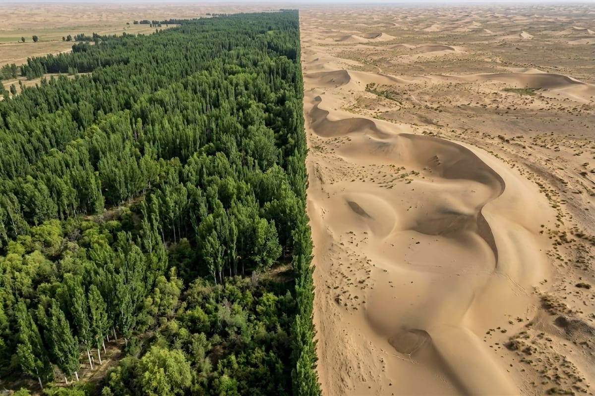 China construye desde 1978 una “Gran Muralla Verde” con bosques y vegetación para contener el desierto, proteger zonas agrícolas y reducir las tormentas de polvo