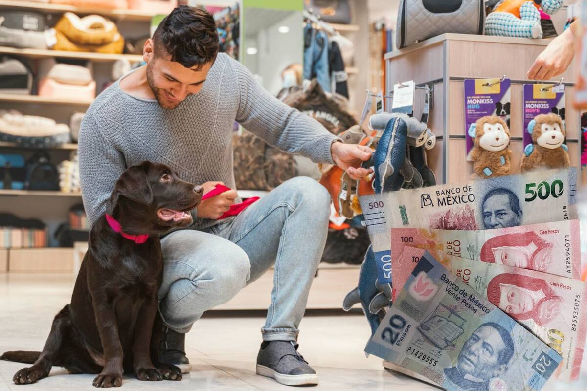 El precio de tener una mascota en 2025, según la Confusef: Un gasto que no debe tomarse a la ligera